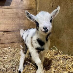 Nigerian Dwarf Goats