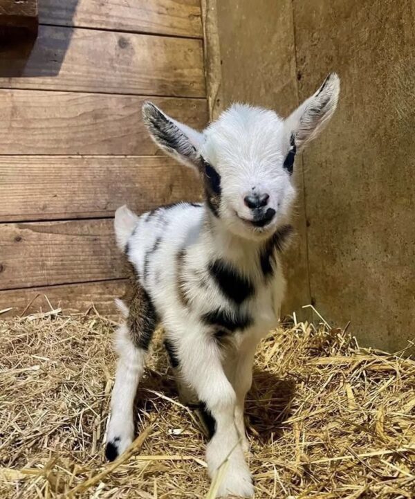 Nigerian Dwarf Goats