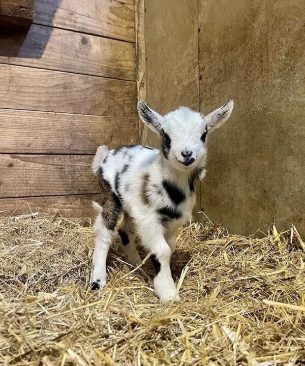 Nigerian Dwarf Goats