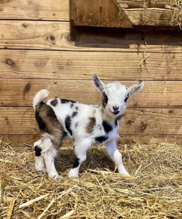 Nigerian Dwarf Goats