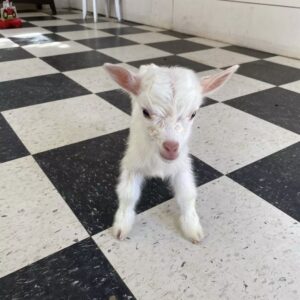 Nigerian Dwarf Goat