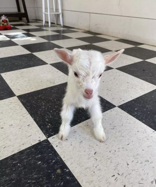 Nigerian Dwarf Goat