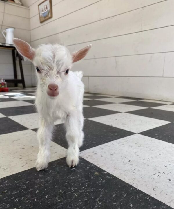 Nigerian Dwarf Goat