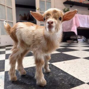 Nigerian Dwarf Goat