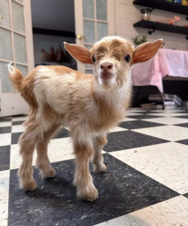 Nigerian Dwarf Goat