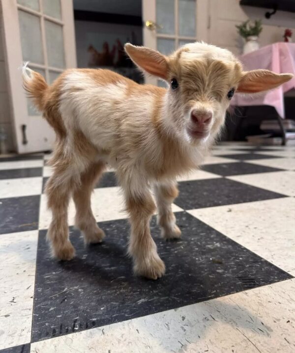 Nigerian Dwarf Goat