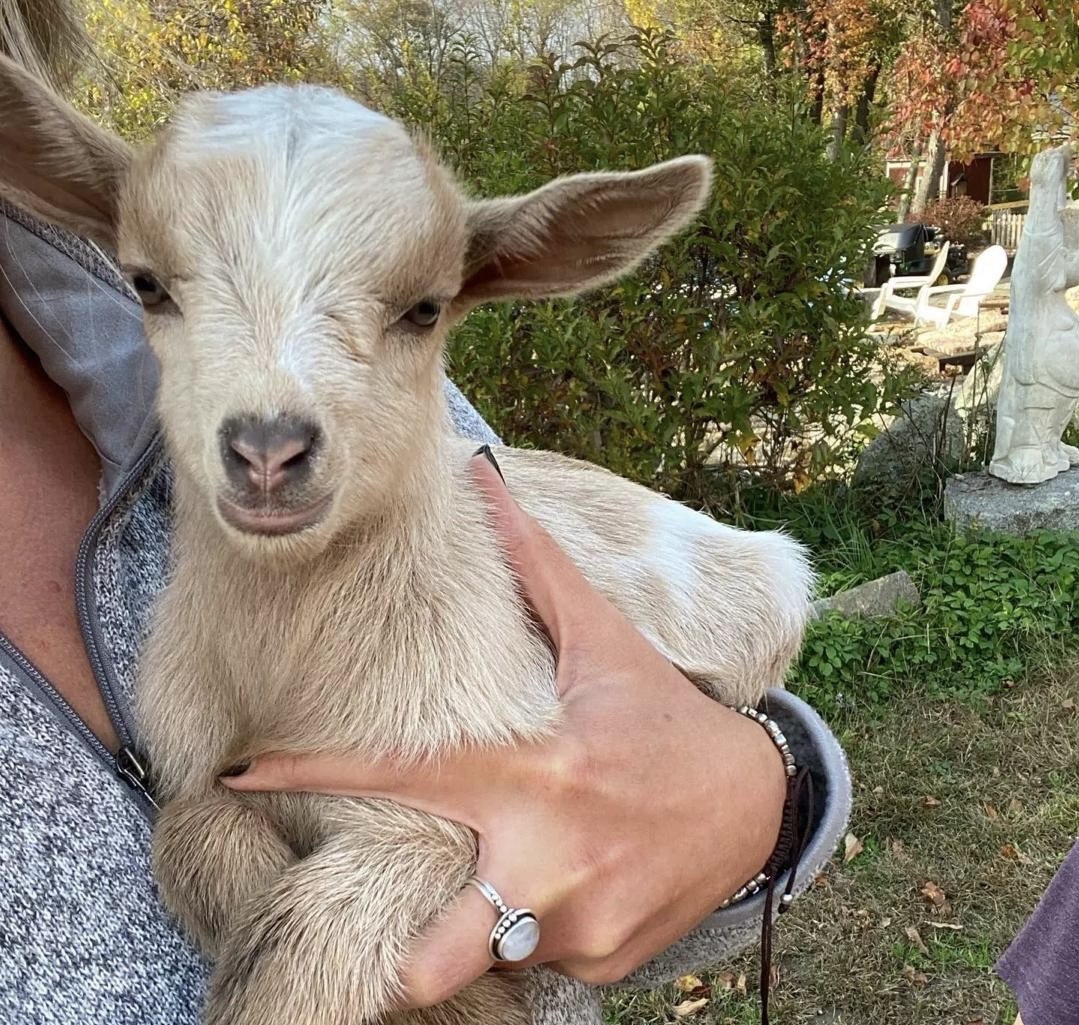 Nigerian Dwarf Goat for sale online