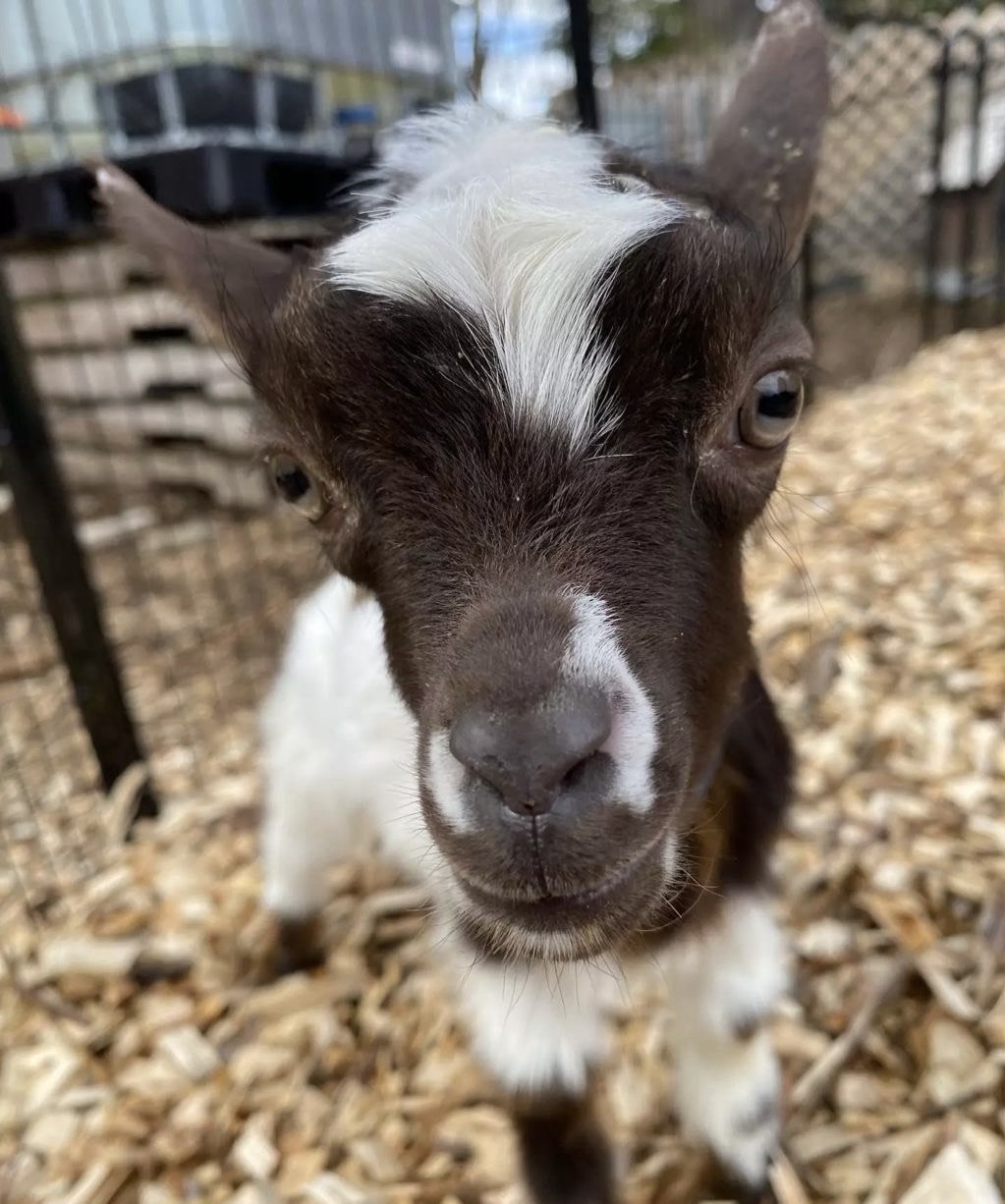 Nigerian Dwarf Goat Atlanta